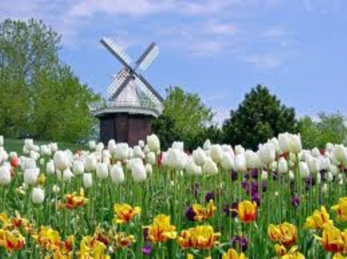 Hà Lan đất nước của hoa Tuylip và cối xay gió (ảnh minh họa)