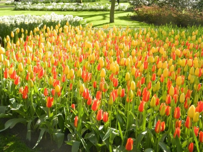 Keukenhof là địa điểm nổi tiếng trên thế giới có nhiều loại hoa được trưng bày từ 60 năm nay Đây cũng là điểm tham quan thu hút nhiều du khách đến thưởng ngoạn và cảm nhận không khí mùa xuân vào dịp cuối tuần Tulip – loài hoa biểu tượng cho đất nước Hà Lan với muôn sắc màu, từ trắng, hồng, vàng, cam, đỏ, tím …Ai chứng kiến vẻ đẹp nơi này đều tự hỏi " liệu hoa Tulip thực sự có bao nhiêu màu..." Xem thêm: Danh sách 100 trường Đại học xuất sắc nhất thế giới (P1)/